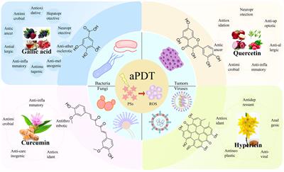 Polyphenolic natural products as photosensitizers for antimicrobial photodynamic therapy: recent advances and future prospects